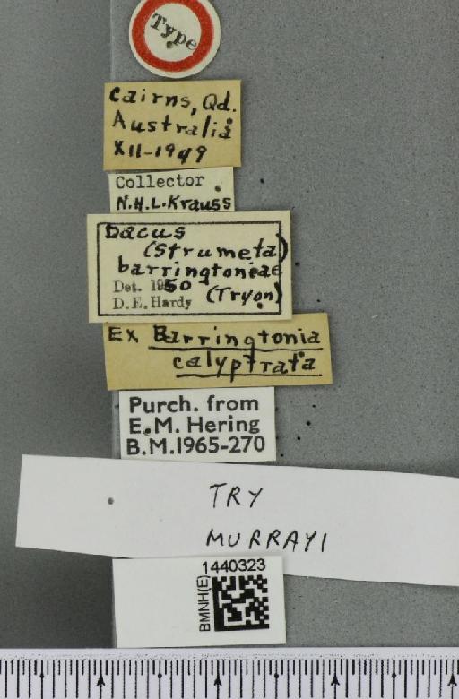 Bactrocera (Tetradacus) murrayi (Perkins, 1939) - BMNHE_1440323_label_35408