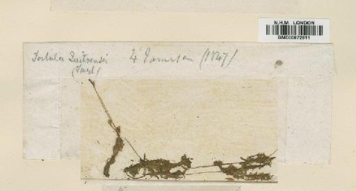 Tortula quitoensis Taylor - BM000872811