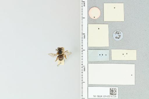 Pseudapis (Nomiapis) basalis (Smith, F., 1875) - 014025726_additional