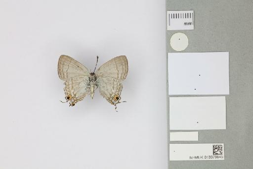 Hypolycaena phorbas furvae Tennent, 2016 - 013376845_Hypolycaena_phorbas_furvae_Tennent_2016_PT_1