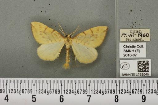 Gandaritis pyraliata (Denis & Schiffermüller, 1775) - BMNHE_1762046_345644