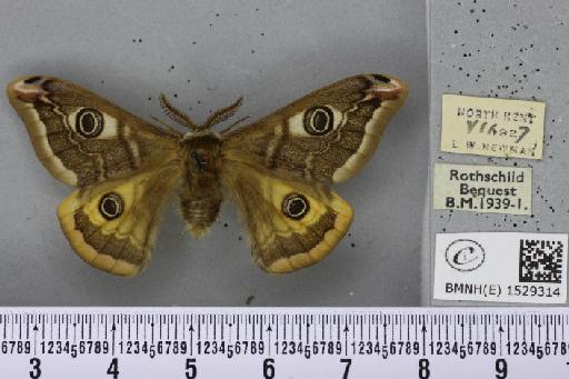 Saturnia pavonia (Linnaeus, 1758) - BMNHE_1529314_198764