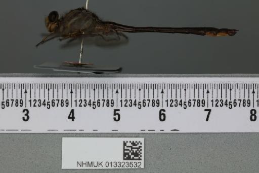 Gomphus exilis Selys, 1854 - 013323532_lateral