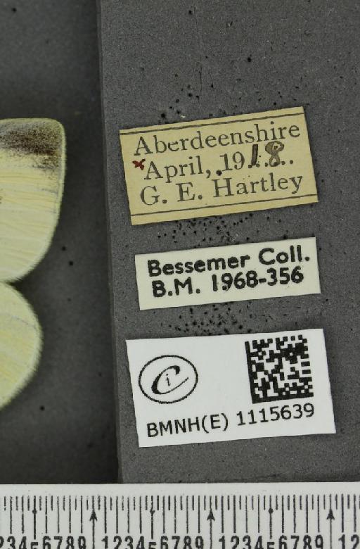 Pieris rapae rapae (Linnaeus, 1758) - BMNHE_1115639_label_70526