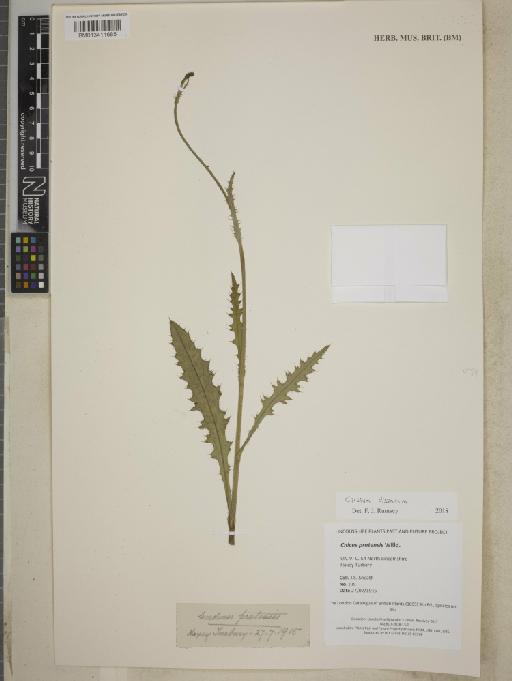 Cirsium dissectum (L.) Hill - BM013411685