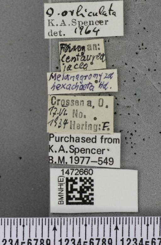 Ophiomyia orbiculata (Hendel, 1931) - BMNHE_1472660_label_60411