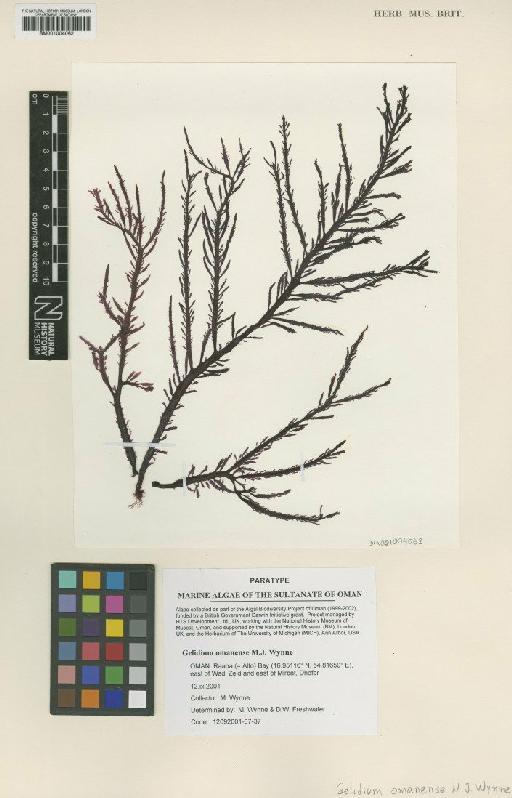 Gelidium omanense M.J.Wynne - BM001004062