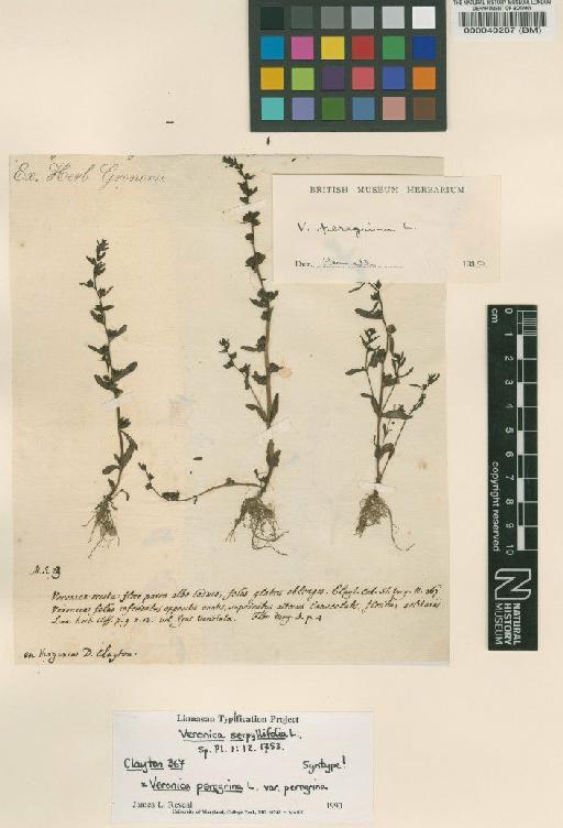 Veronica serpyllifolia L. - BM000040267