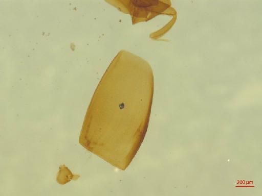 Histeridae Gyllenhal, 1808 - 010189983___2