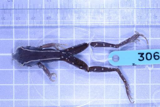Rana siberu - Image of specimen 1979.306