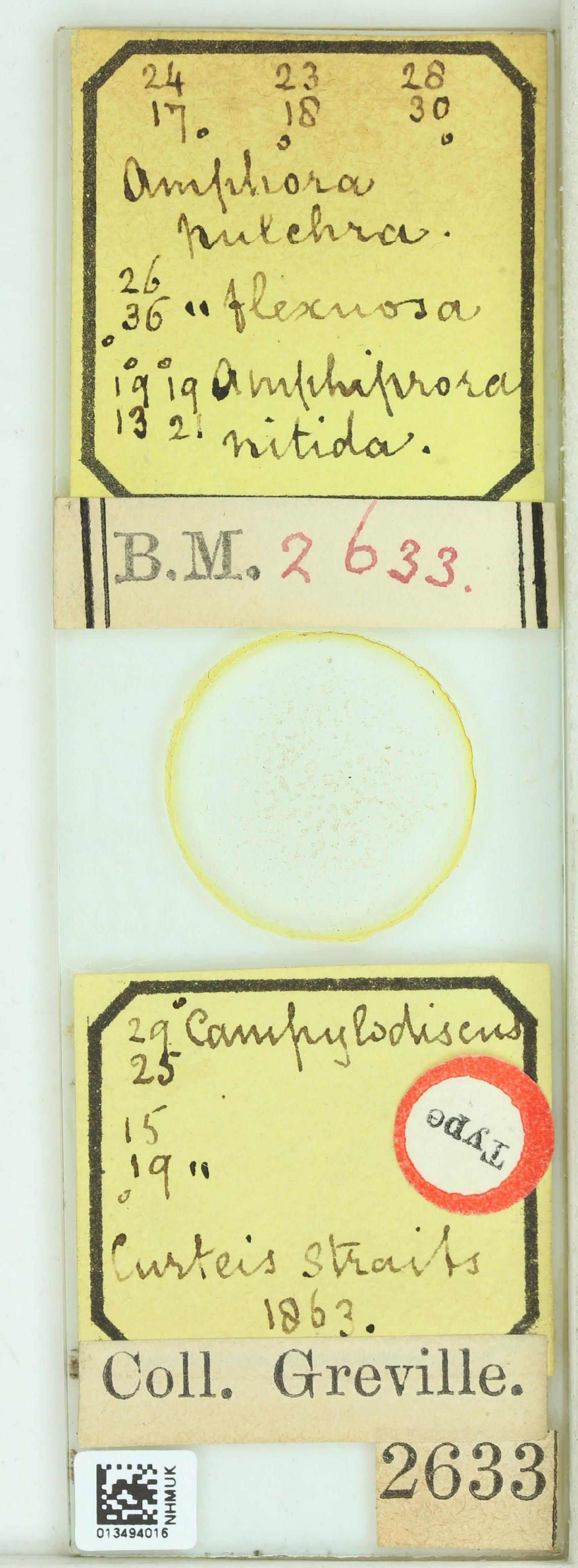 To NHMUK collection (Amphiprora nitida Grev.; Type; NHMUK:ecatalogue:4737753)