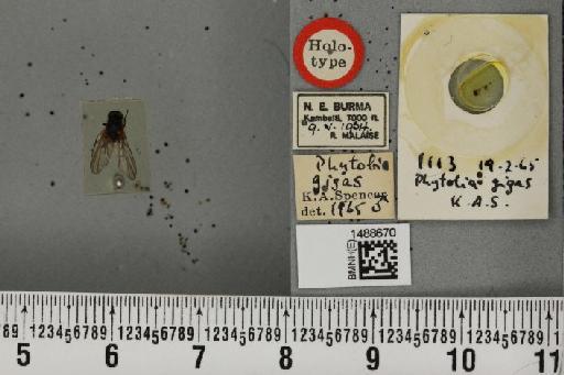 Phytobia gigas Spencer, 1966 - BMNHE_1488670_52517