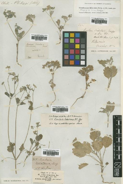 Homalocarpus dichotomus (Poepp. ex DC.) Mathias & Constance - BM001008512