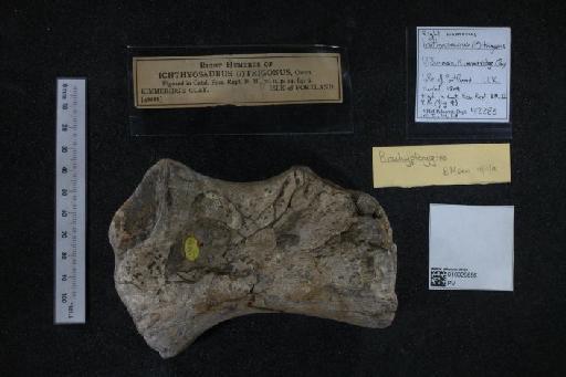 Ichthyosaurus trigonus Owen, 1840 - 010020886_L010040328