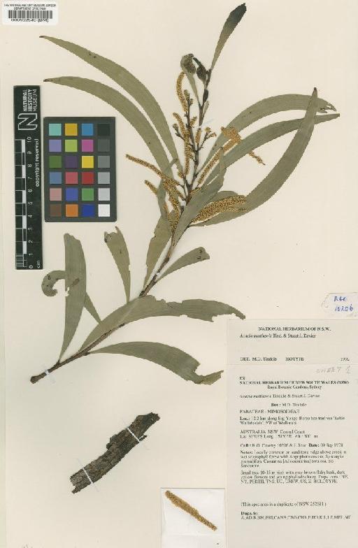 Acacia matthewii Tindale & S.J.Davies - BM000532540