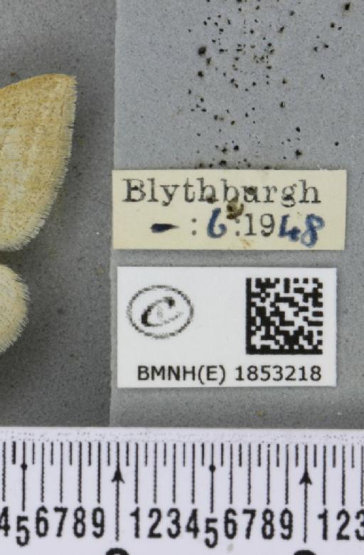 Petrophora chlorosata (Scopoli, 1763) - BMNHE_1853218_label_425961