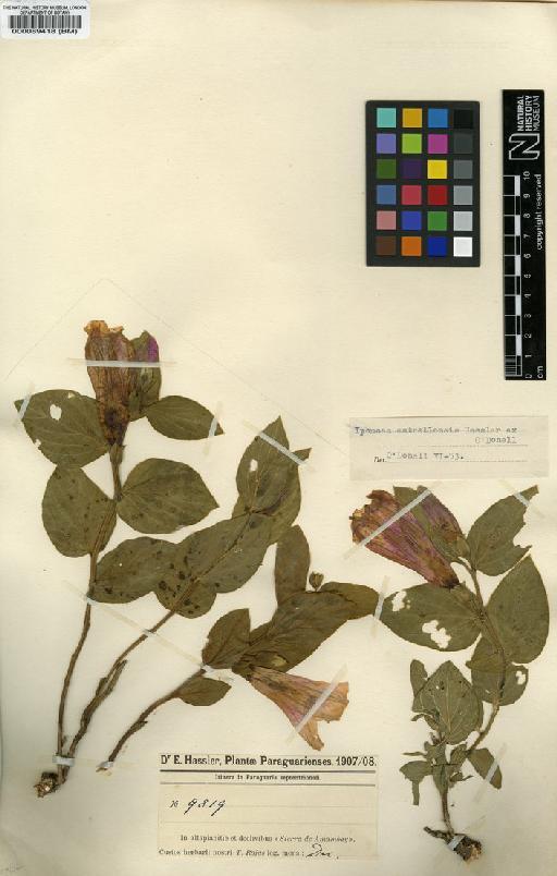 Ipomoea estrellensis Hassl. ex O'Donell - BM000089418