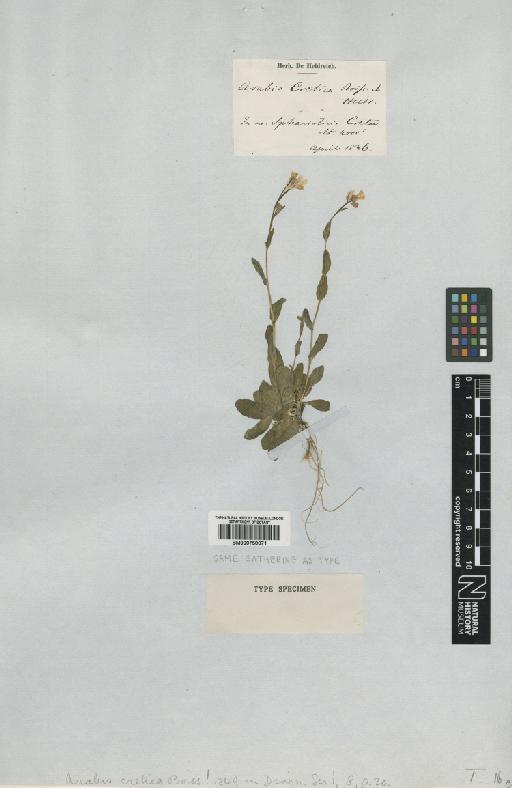 Arabis serpyllifolia subsp. nivalis (Guss.) B.M.G.Jones - BM000750071