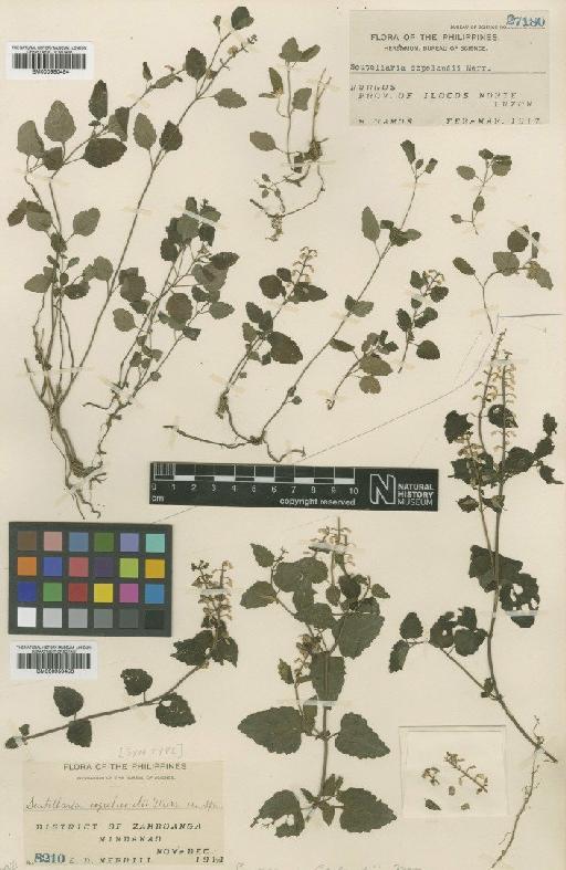 Scutellaria indica L. - BM000950453