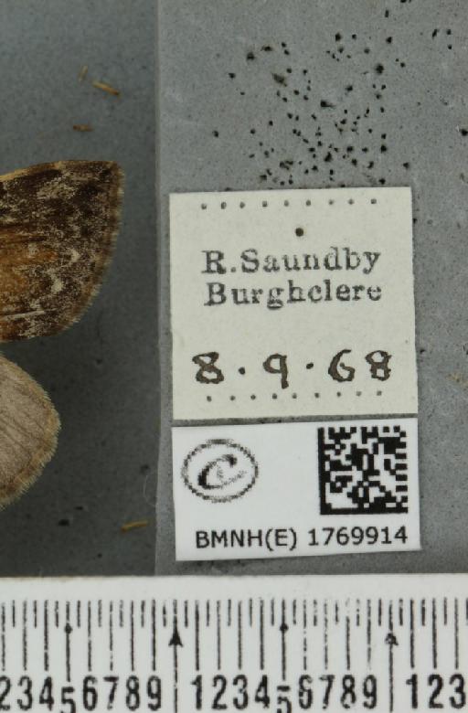 Dysstroma truncata truncata (Hufnagel, 1767) - BMNHE_1769914_label_350683