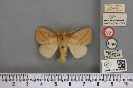 Euthrix potatoria ab. lilacina Cockayne, 1951 - BMNHE_1528408_196916