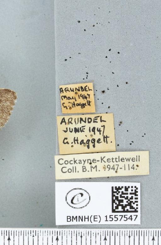 Calliteara pudibunda ab. concolor Staudinger, 1861 - BMNHE_1557547_label_255060