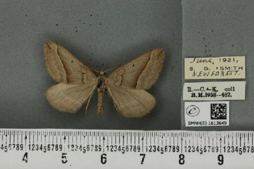 Scotopteryx luridata plumbaria ab. juncta Lempke, 1950 - BMNHE_1613649_304284