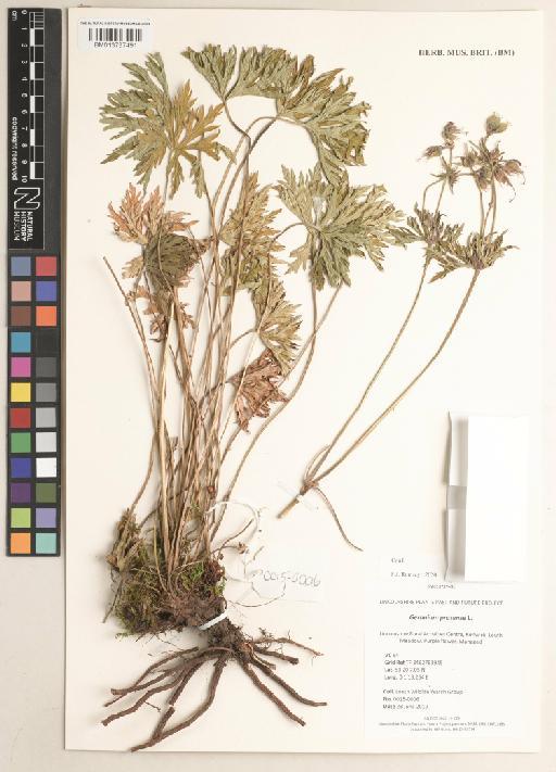 Geranium pratense L. - 013737491