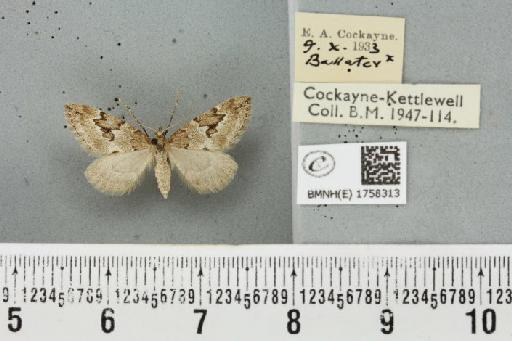 Thera juniperata scotica ab. privata Prout, 1938 - BMNHE_1758313_340148
