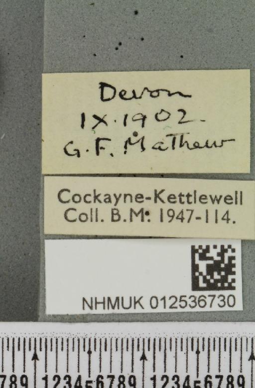 Polymixis lichenea ab. ochracea Siviter Smith, 1942 - NHMUK_012536730_label_645949