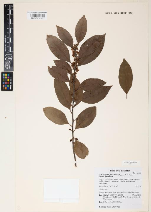 Sideroxylon persimile (Hemsl.) T.D.Penn. - 015160173