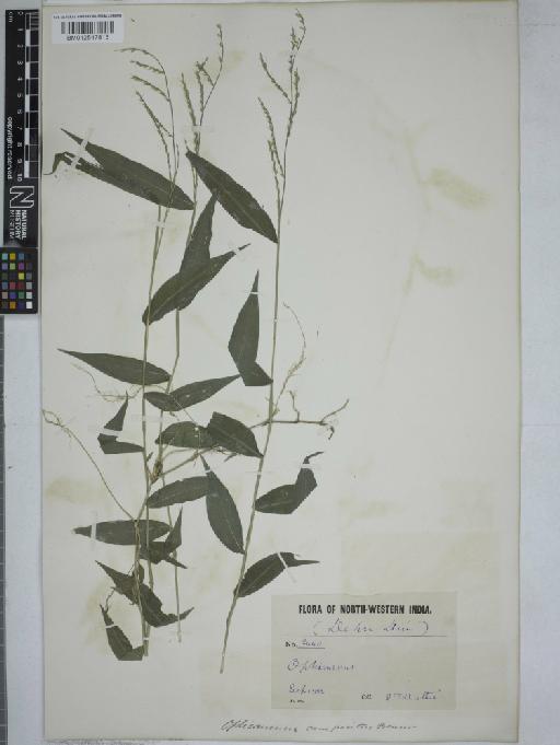 Oplismenus compositus (L.) P.Beauv. - 012547813