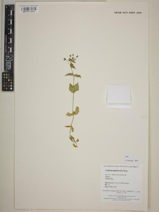 Stellaria aquatica (L.) Scop - BM013411910