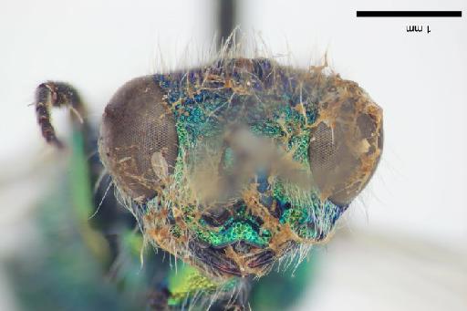 Chrysis cupreiventris Bingham, C.T., 1898 - Chrysis_cupreiventris-BMNH(E)#970889_type-frontal-3_2X