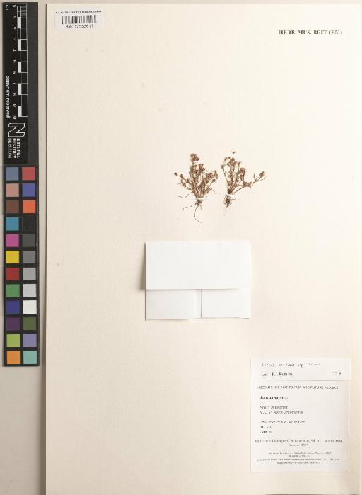 Juncus bulbosus subsp. kochii (F.W.Schultz) Reichg. - BM012556617