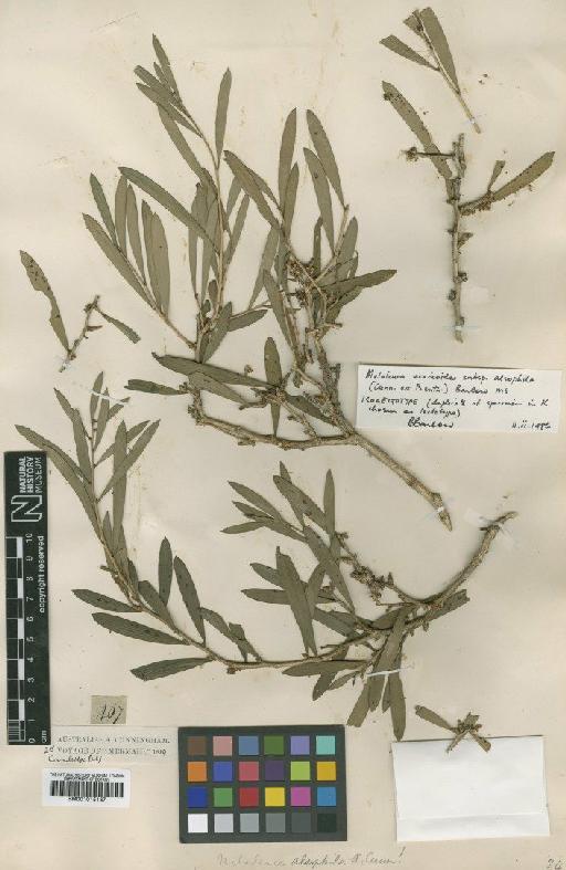 Melaleuca alsophila A.Cunn. ex Benth. - BM001015137