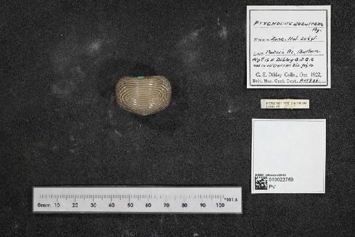 Ptychodus decurrens infraphylum Gnathostomata Agassiz, 1839 - 010022769_L010040559