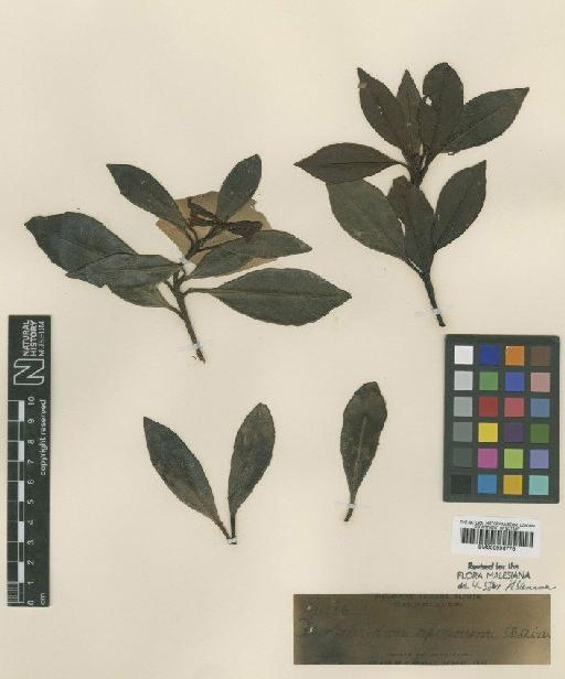 Rhododendron apoanum Stein - BM000996776