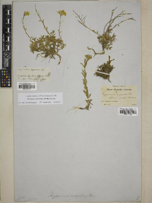 Erysimum pulchellum (Willd.) J.Gay - BM001031467