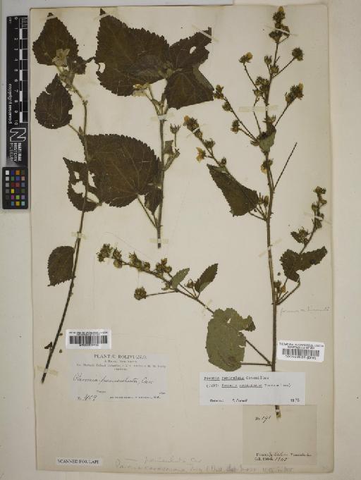 Pavonia paniculata Cav. - BM000939065