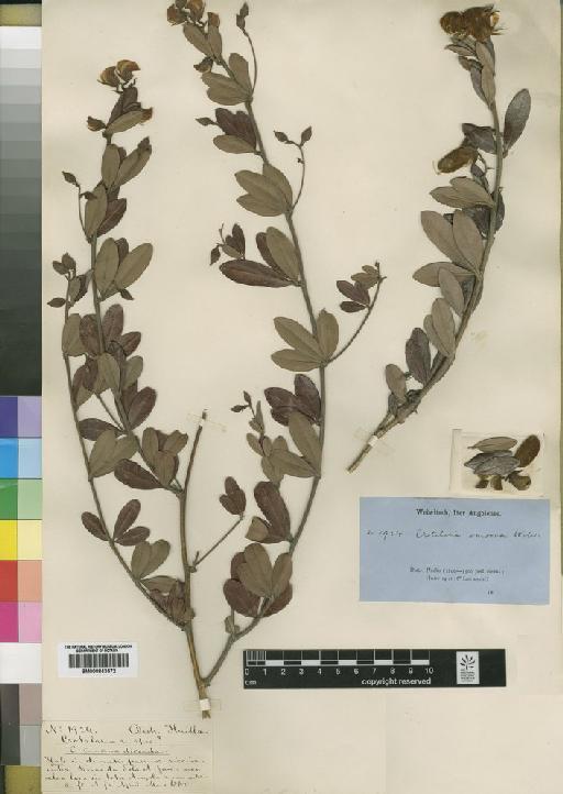 Crotalaria amoena Welw. - BM000843572