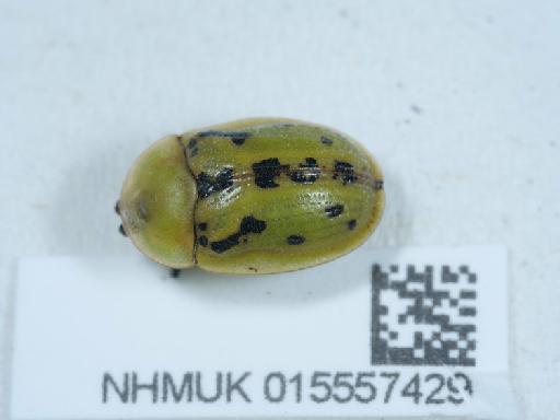 Cassida murraea Linnaeus, 1767 - 015557429_2