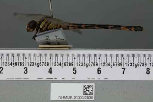 Onychogomphus saundersii Selys, 1854 - 013323538_lateral