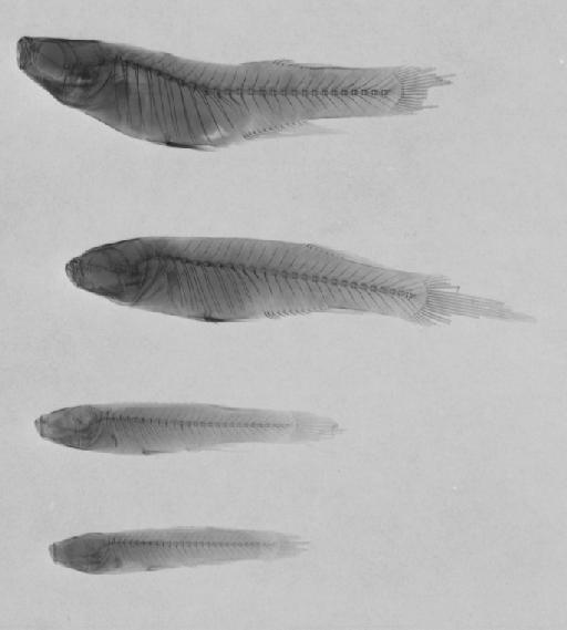 Haplochilus macrurus Boulenger, 1904 - BMNH 1904.5.2.190-195, PARALECTOTYPES Haplochilus macrurus, Radiograph, b