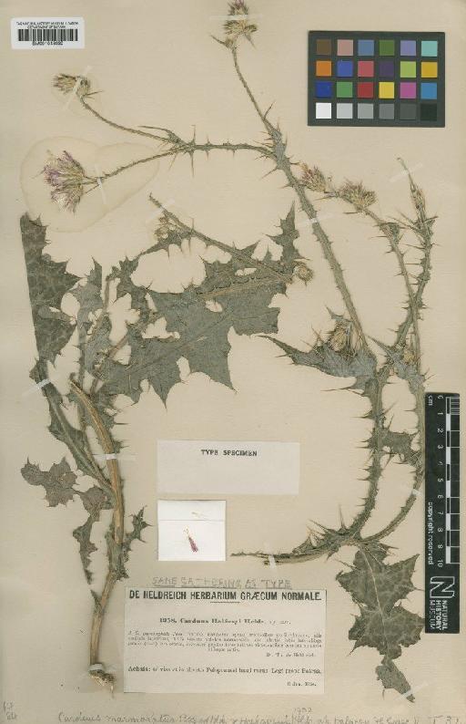 Carduus australis Jord. - BM001043030