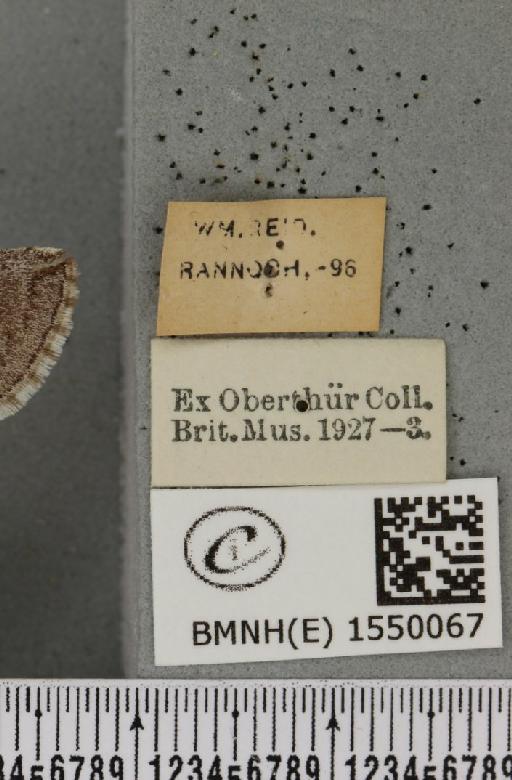 Achlya flavicornis scotica Tutt, 1888 - BMNHE_1550067_label_239569