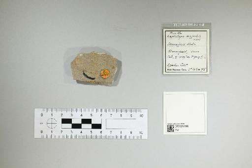 Leptolepis disjectus Woodward, 1895 - 010025186_L010097748