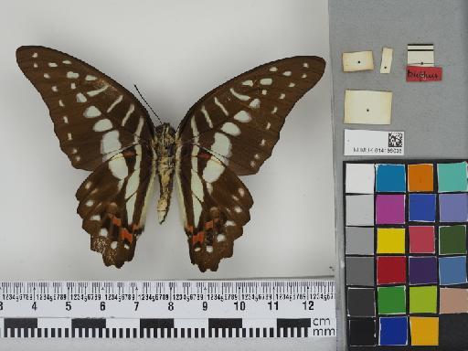 Graphium (Graphium) meyeri Hopffer, 1874 - 014186036 Graphium meyeri
