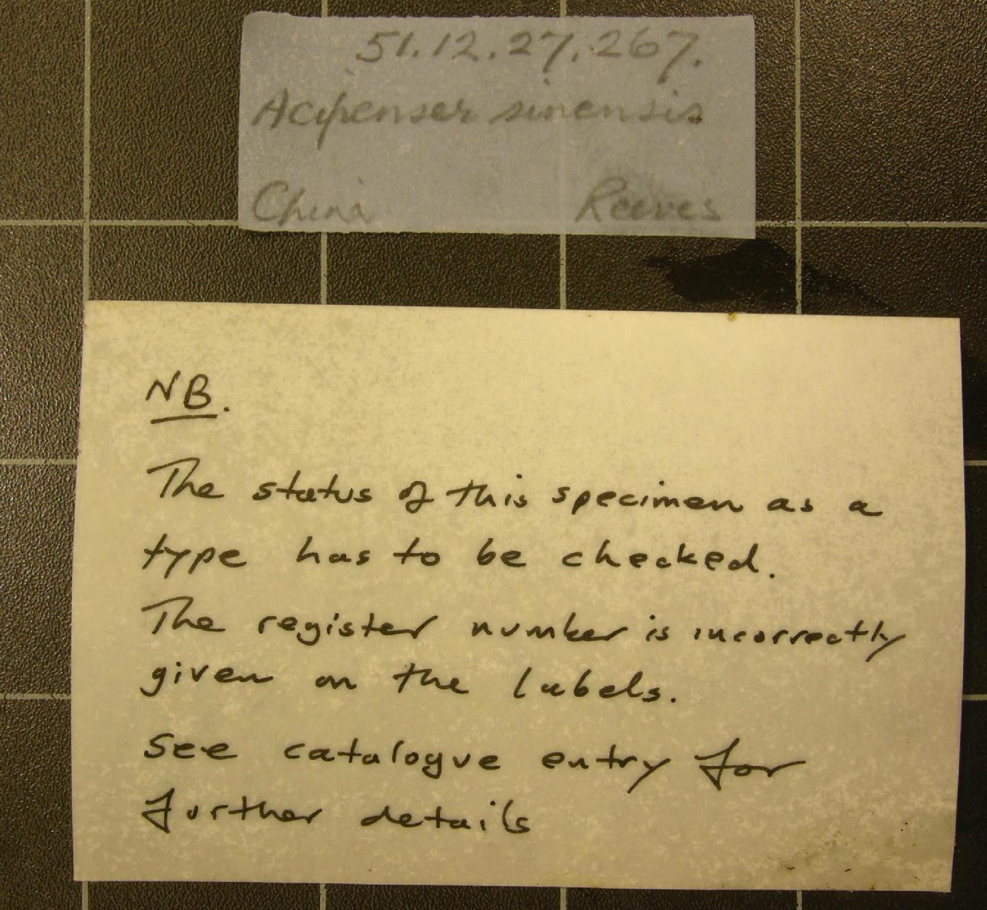 To NHMUK collection (Acipenser sinensis Gray, 1835; SYNTYPE; NHMUK:ecatalogue:2583616)