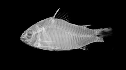 Corydoras undulatus Regan, 1912 - BMNH 1912.7.10.5, HOLOTYPE, Corydoras undulatus